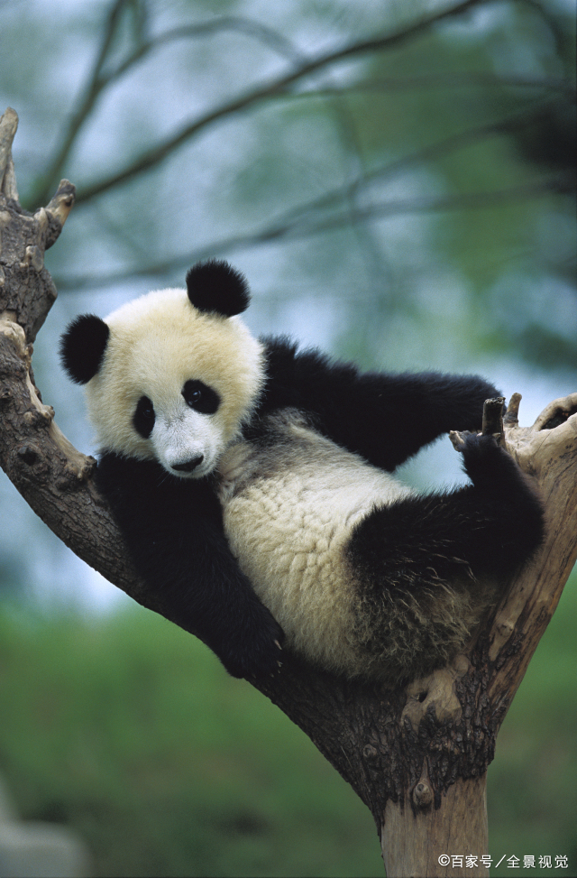 " 熊猫租借的故事 日本政府要向中国租借大熊猫的消息一传出,日本地方